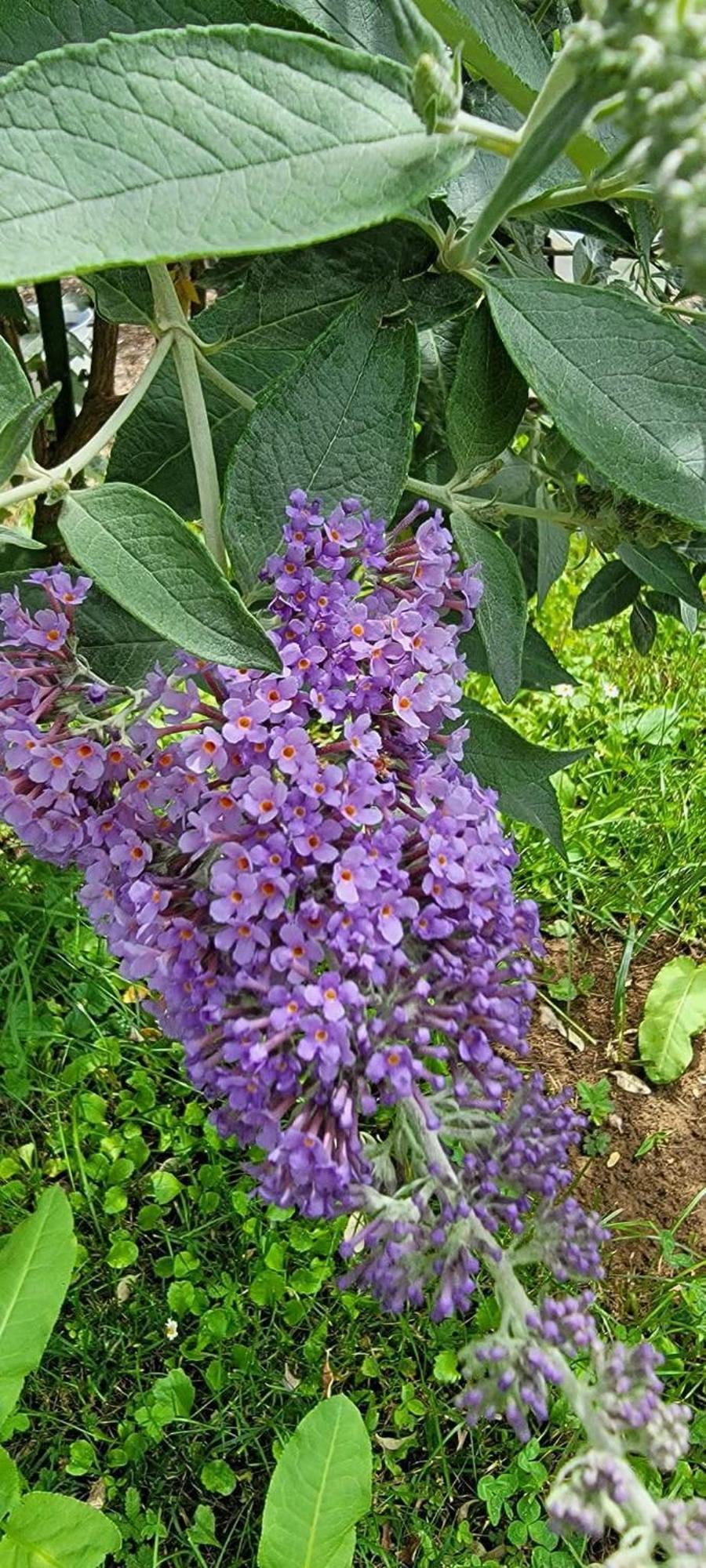 Vila Jovana เวิร์ดนิค ภายนอก รูปภาพ